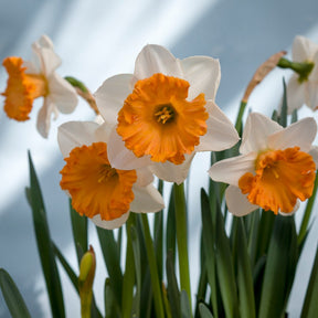 Flügelhorn - Special Narcissus - Fluwel