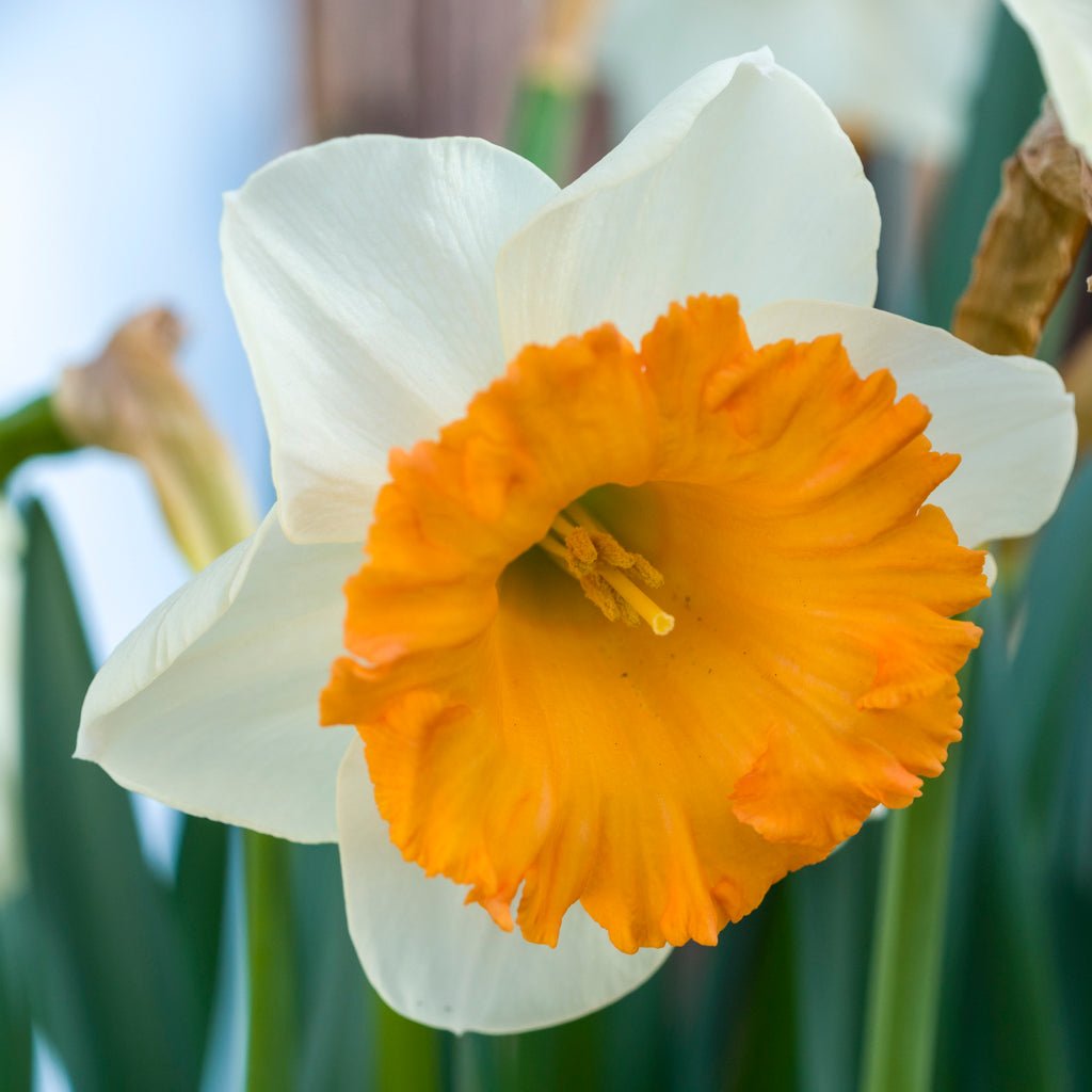 Flügelhorn - Special Narcissus - Fluwel