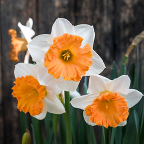 Flügelhorn - Special Narcissus - Fluwel