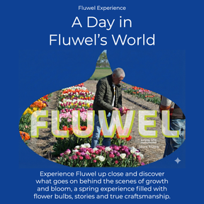 Fluwel Experience - Experience - Fluwel