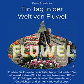 Fluwel Experience - Experience - Fluwel