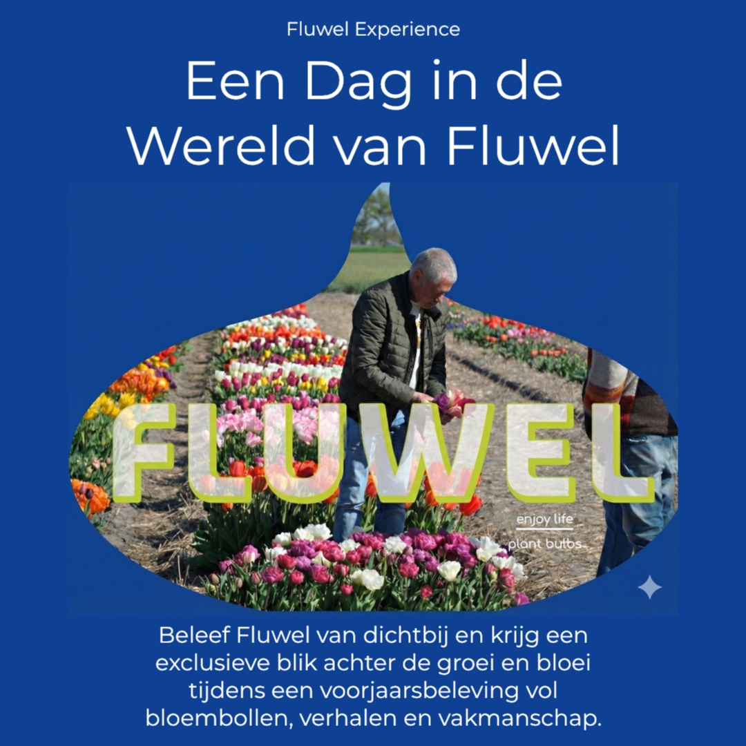 Fluwel Experience - Experience - Fluwel