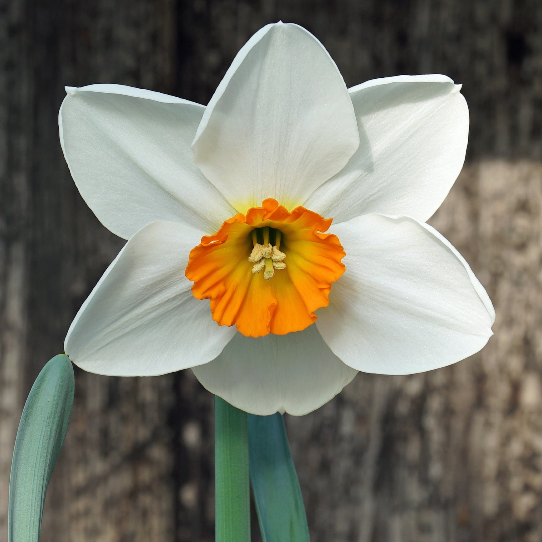 Flying High - Special Narcissus - Fluwel