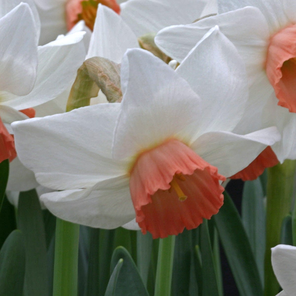 Foundling - Special Narcissus - Fluwel