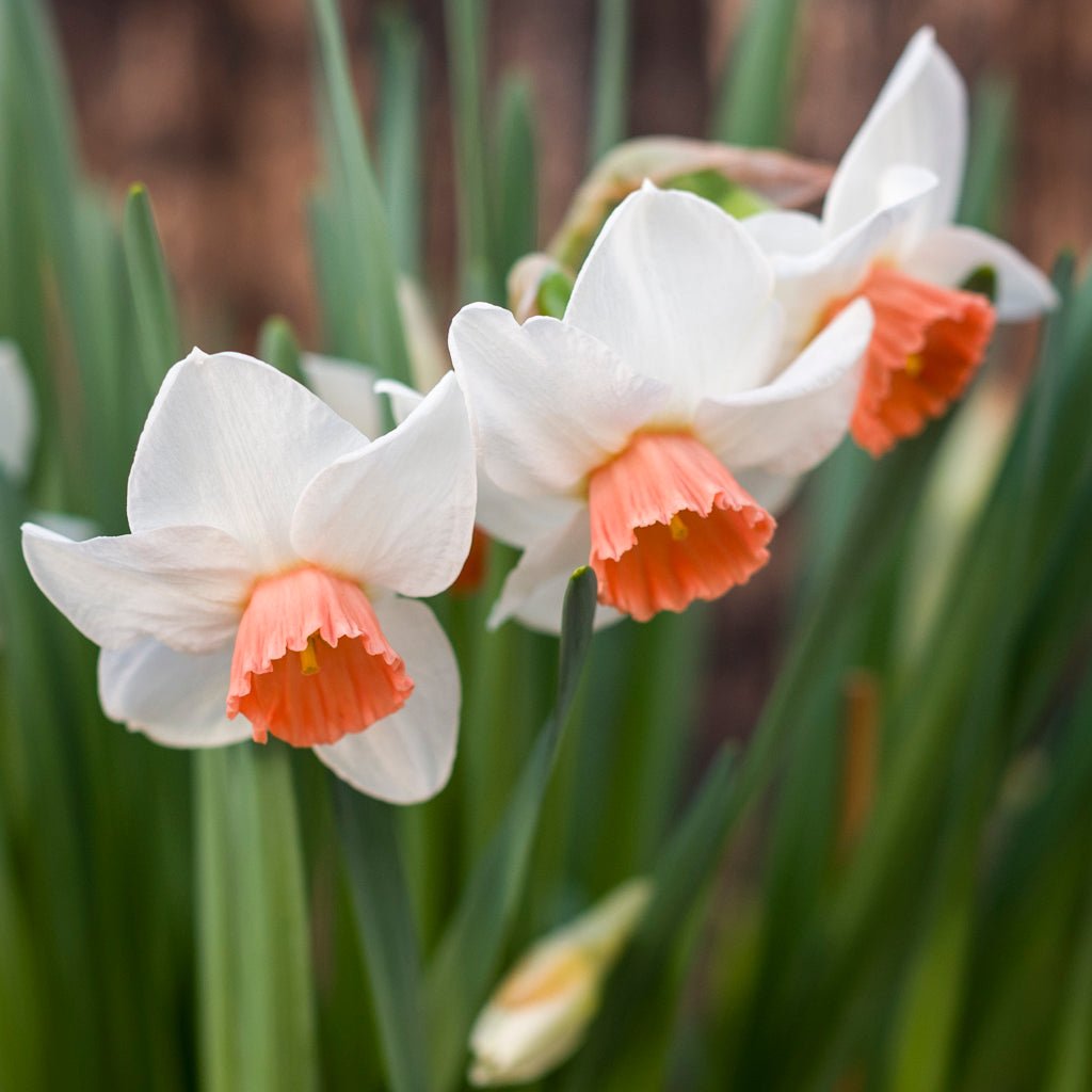 Foundling - Special Narcissus - Fluwel