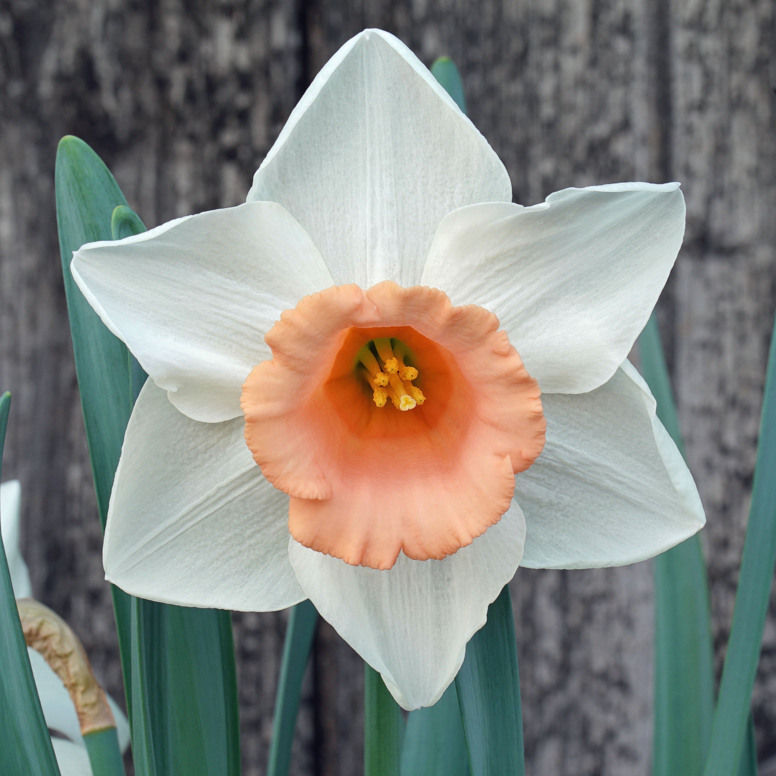French Kiss - Special Narcissus - Fluwel