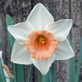 French Kiss - Special Narcissus - Fluwel