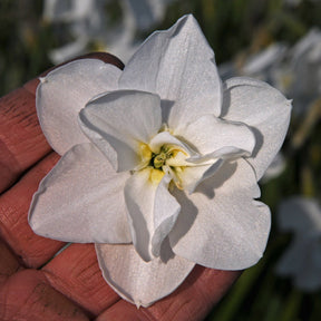 Frostbite - Narcissus - Fluwel
