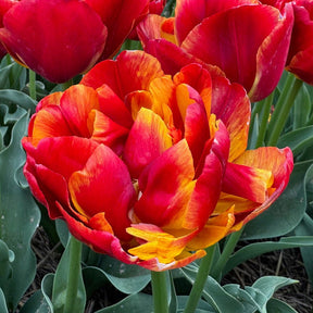 Furiosa - Tulips - Fluwel
