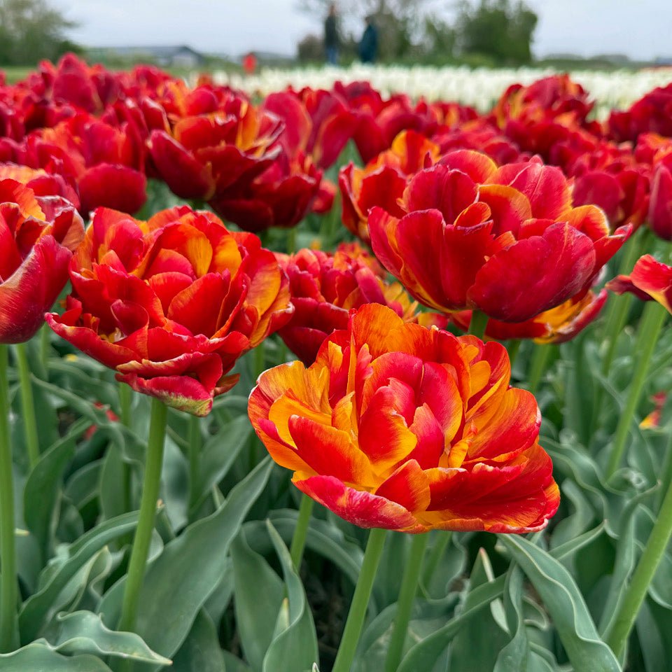 Furiosa - Tulips - Fluwel