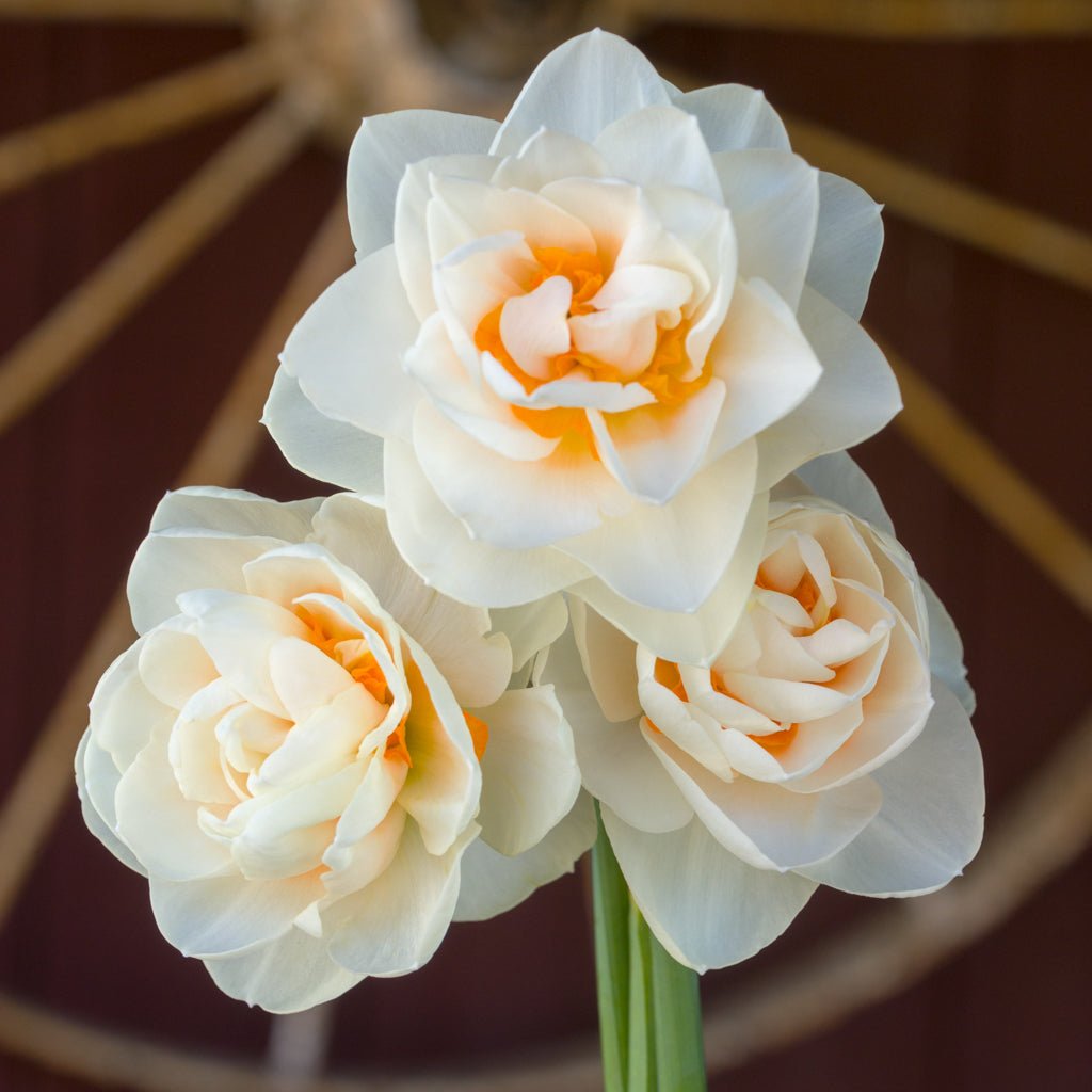 Gay Kybo - Special Narcissus - Fluwel