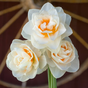Gay Kybo - Special Narcissus - Fluwel