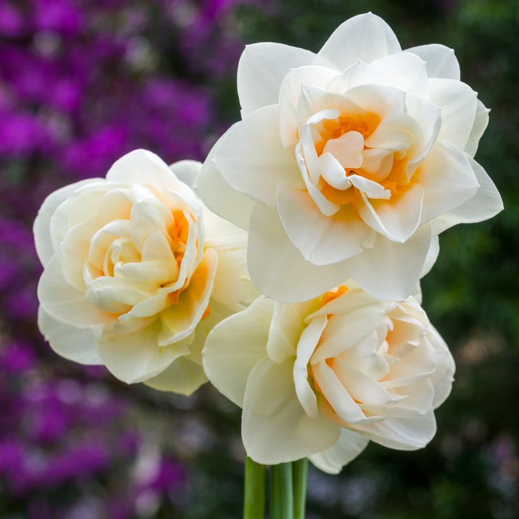 Gay Kybo - meerkleurige narcis - Fluwel