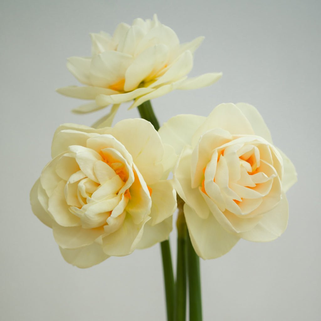 Gay Kybo - meerkleurige narcis - Fluwel