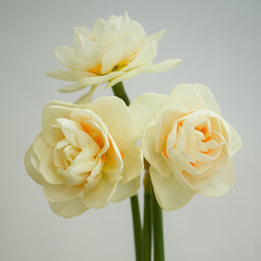 Gay Kybo - Special Narcissus - Fluwel