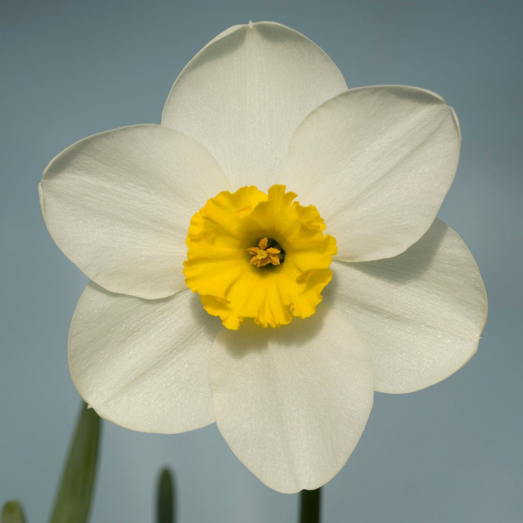 Ginto - wit-gele Small-cupped narcis - Fluwel