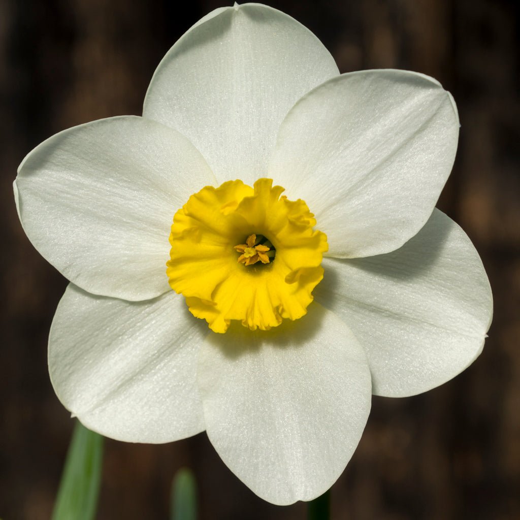 Ginto - wit-gele Small-cupped narcis - Fluwel