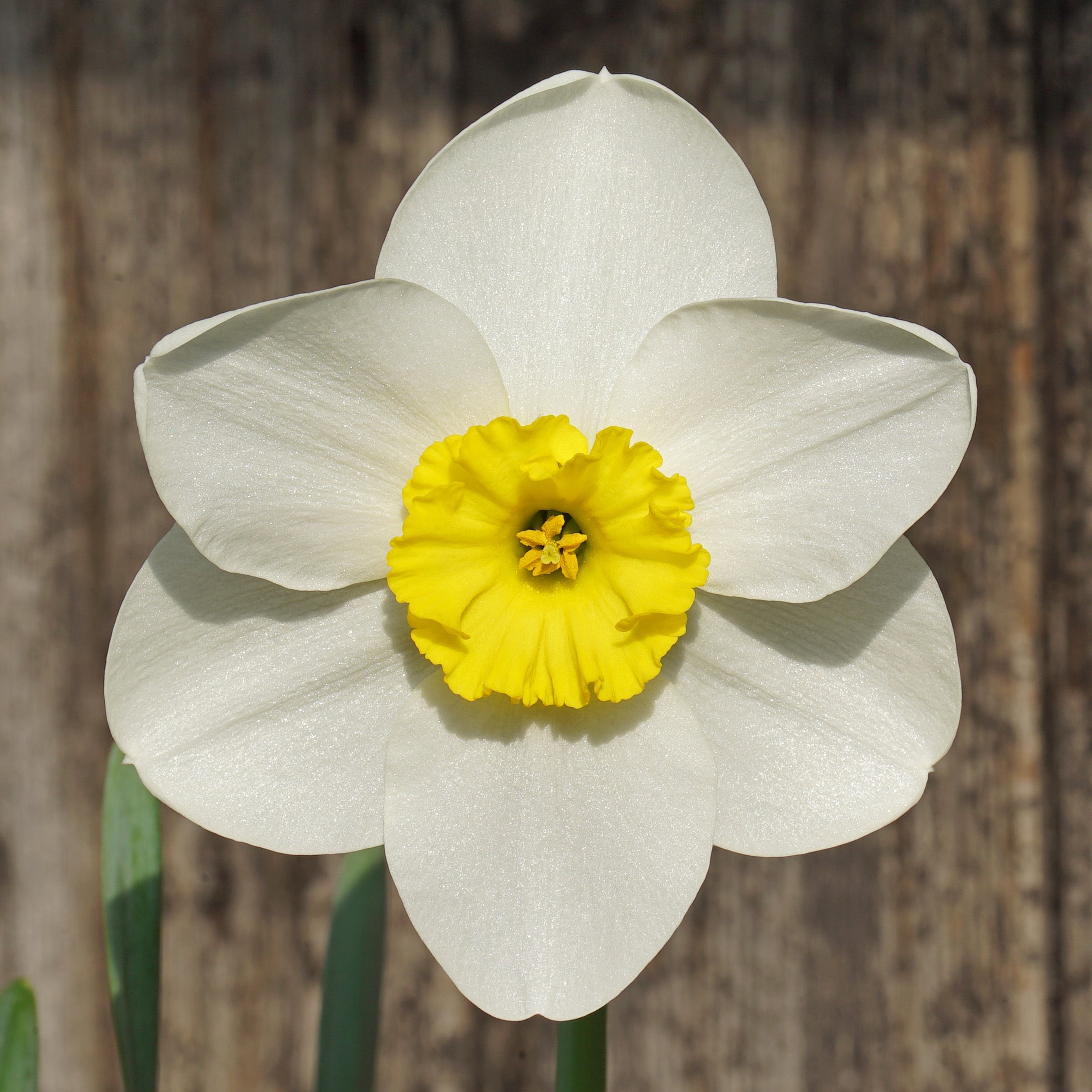 Ginto - Special Narcissus - Fluwel