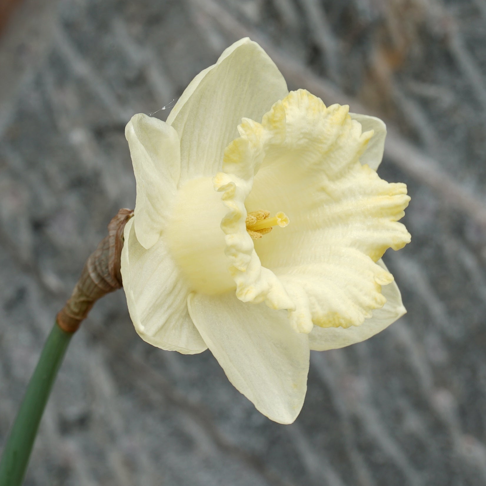 Gipsy Vale - witte Trumpet narcis - Fluwel