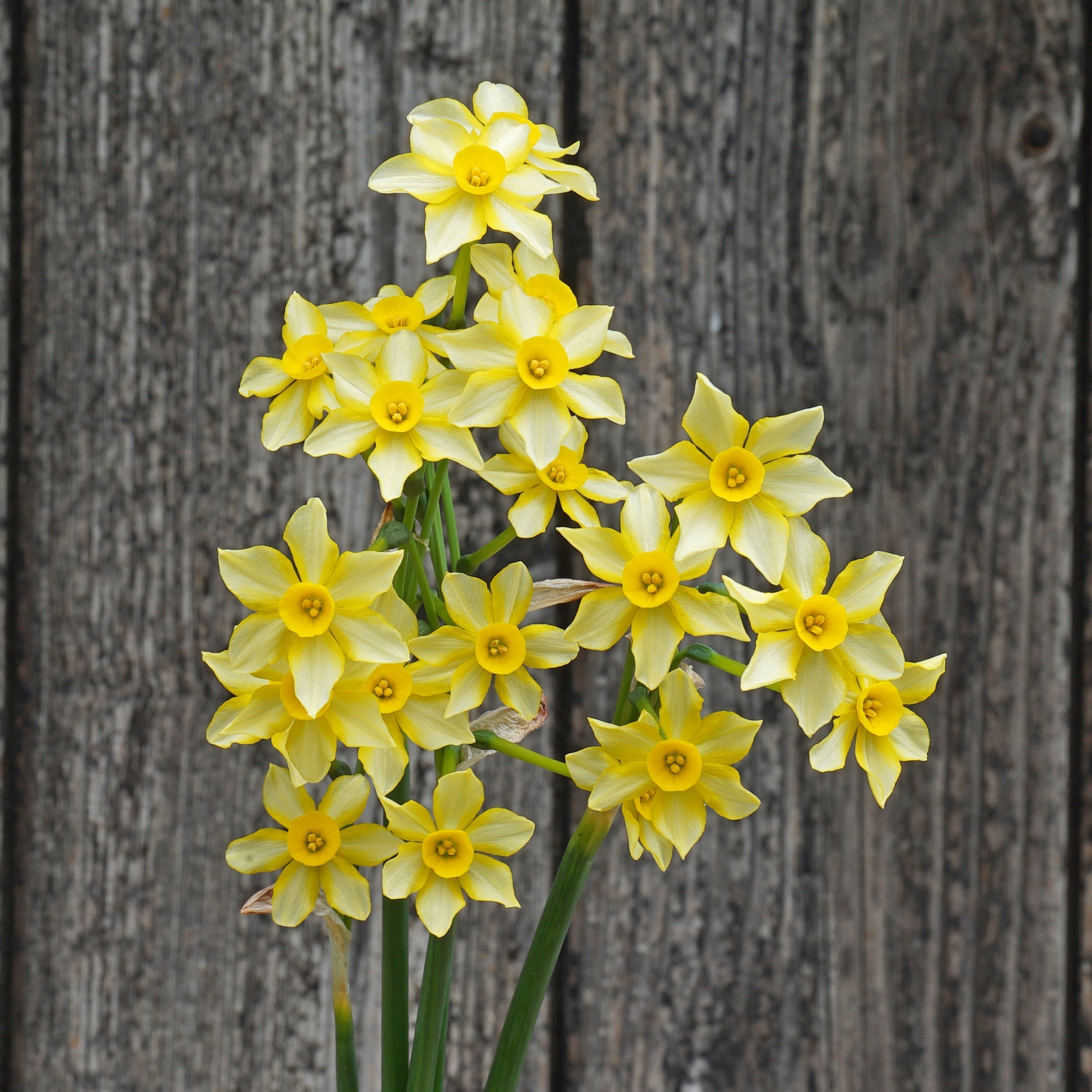 Gold and Silver - gele Jonquilla narcis - Fluwel