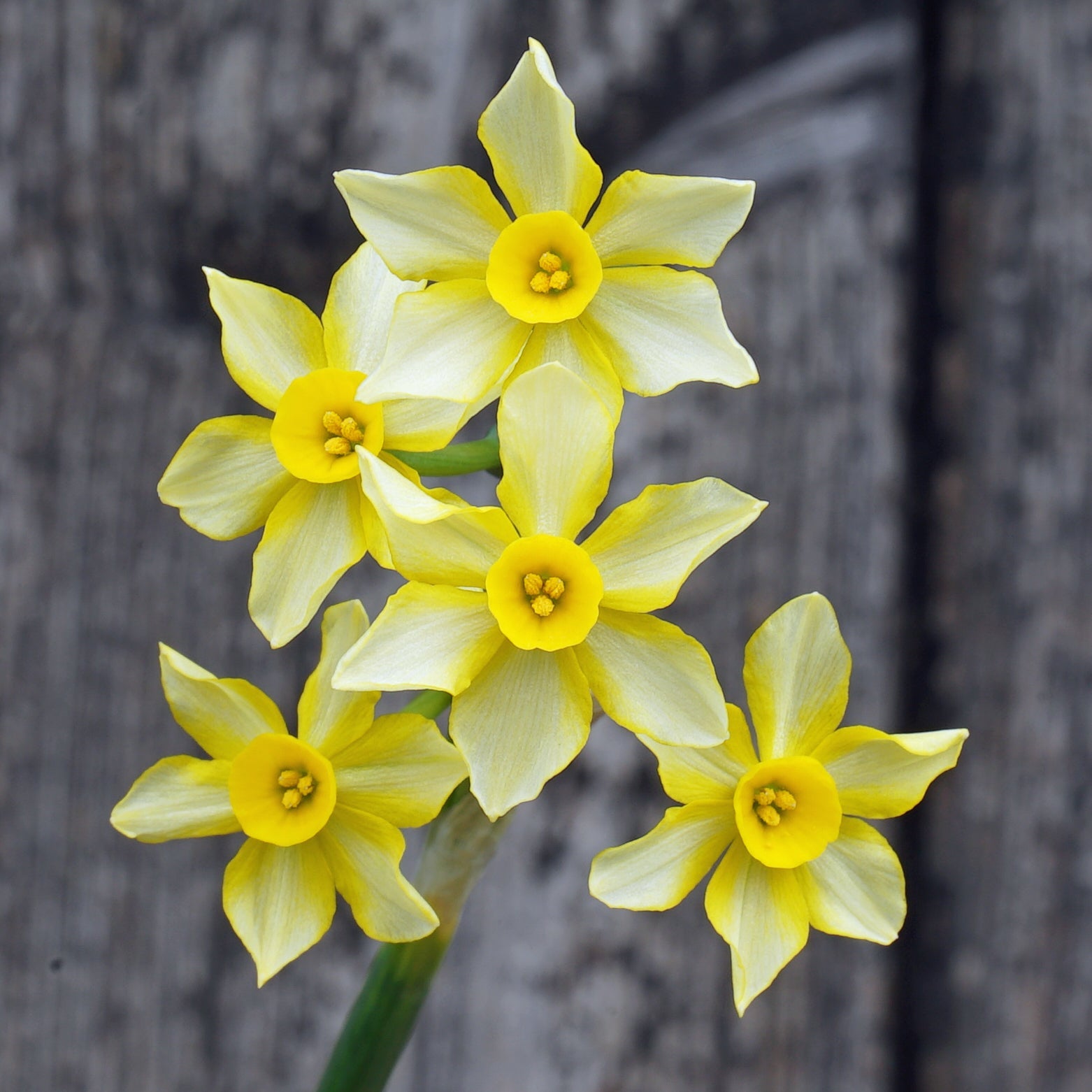 Gold and Silver - gele Jonquilla narcis - Fluwel