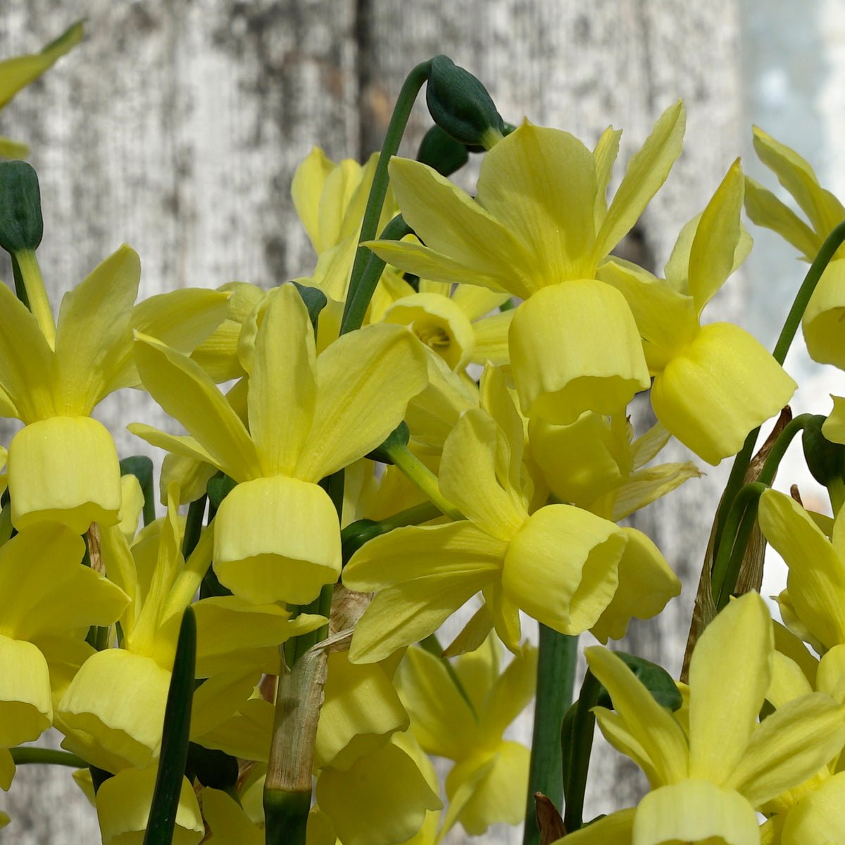Golden Symphony - gele Triandrus narcis - Fluwel