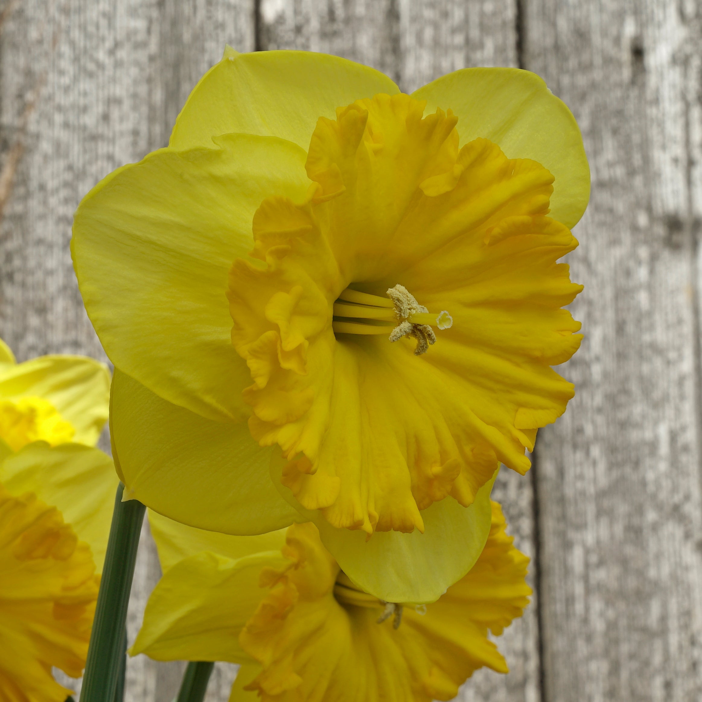 Goudgele Rakker - gele Large-cupped narcis - Fluwel