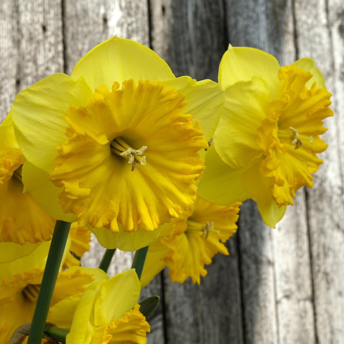 Goudgele Rakker - gele Large-cupped narcis - Fluwel
