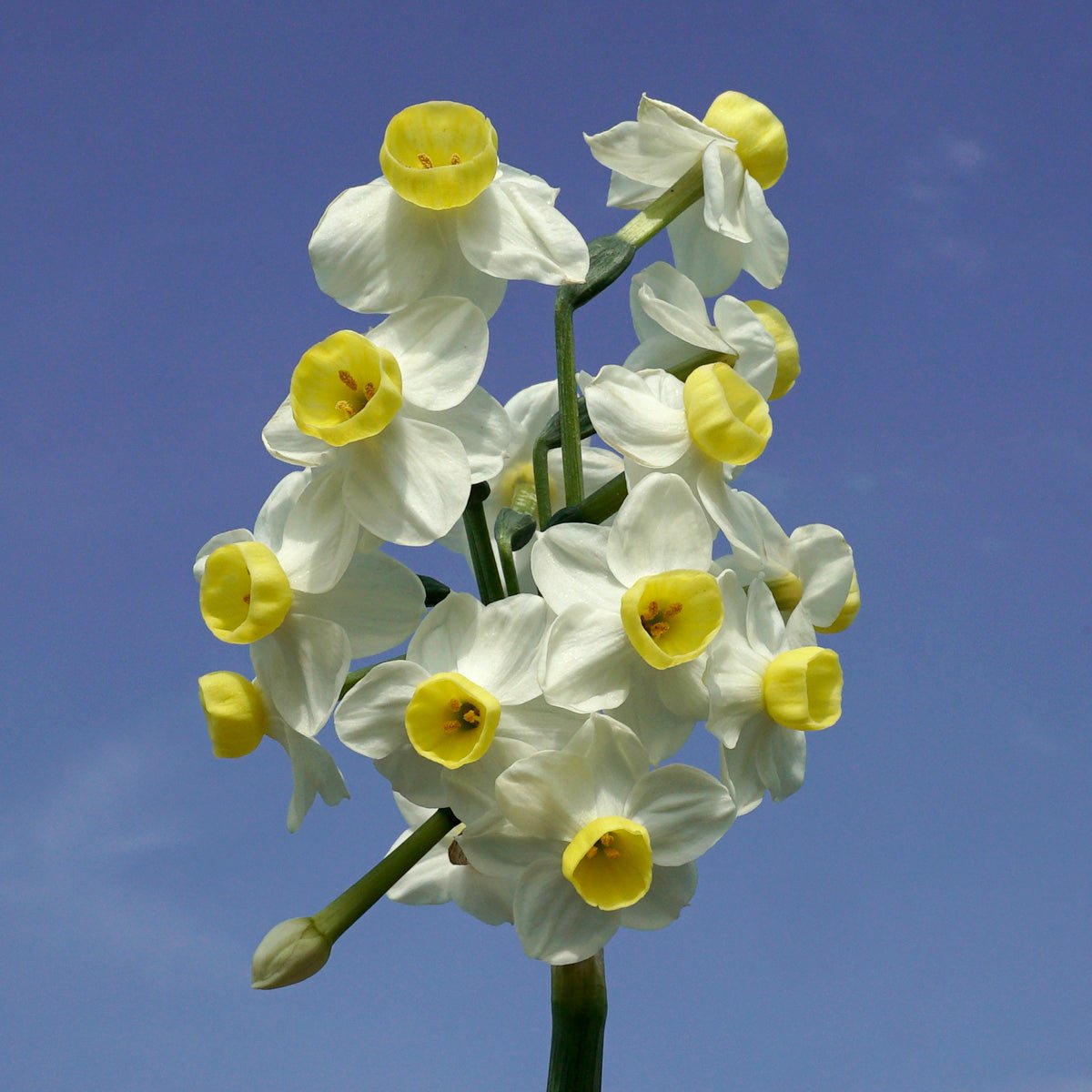 Grand Monarch - Special Narcissus - Fluwel