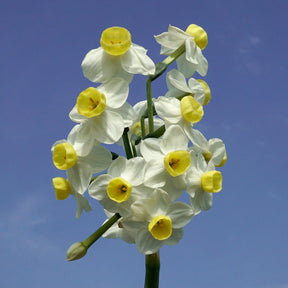 Grand Monarch - Special Narcissus - Fluwel