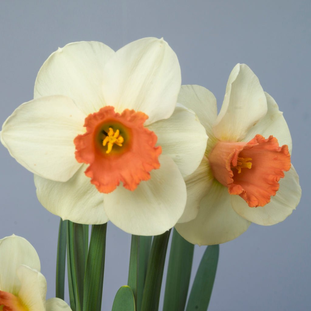 Great Joy - Special Narcissus - Fluwel