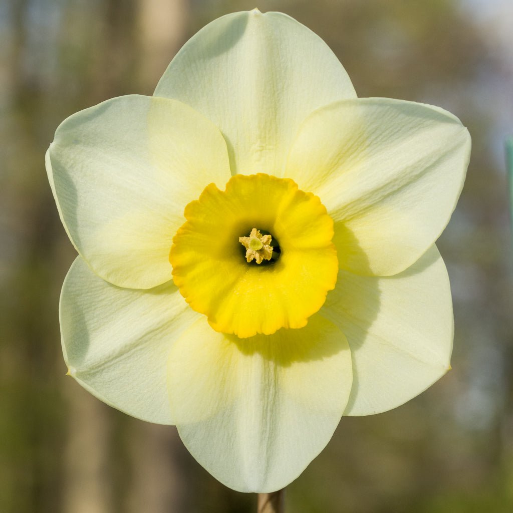 Greetham - gele Large-cupped narcis - Fluwel