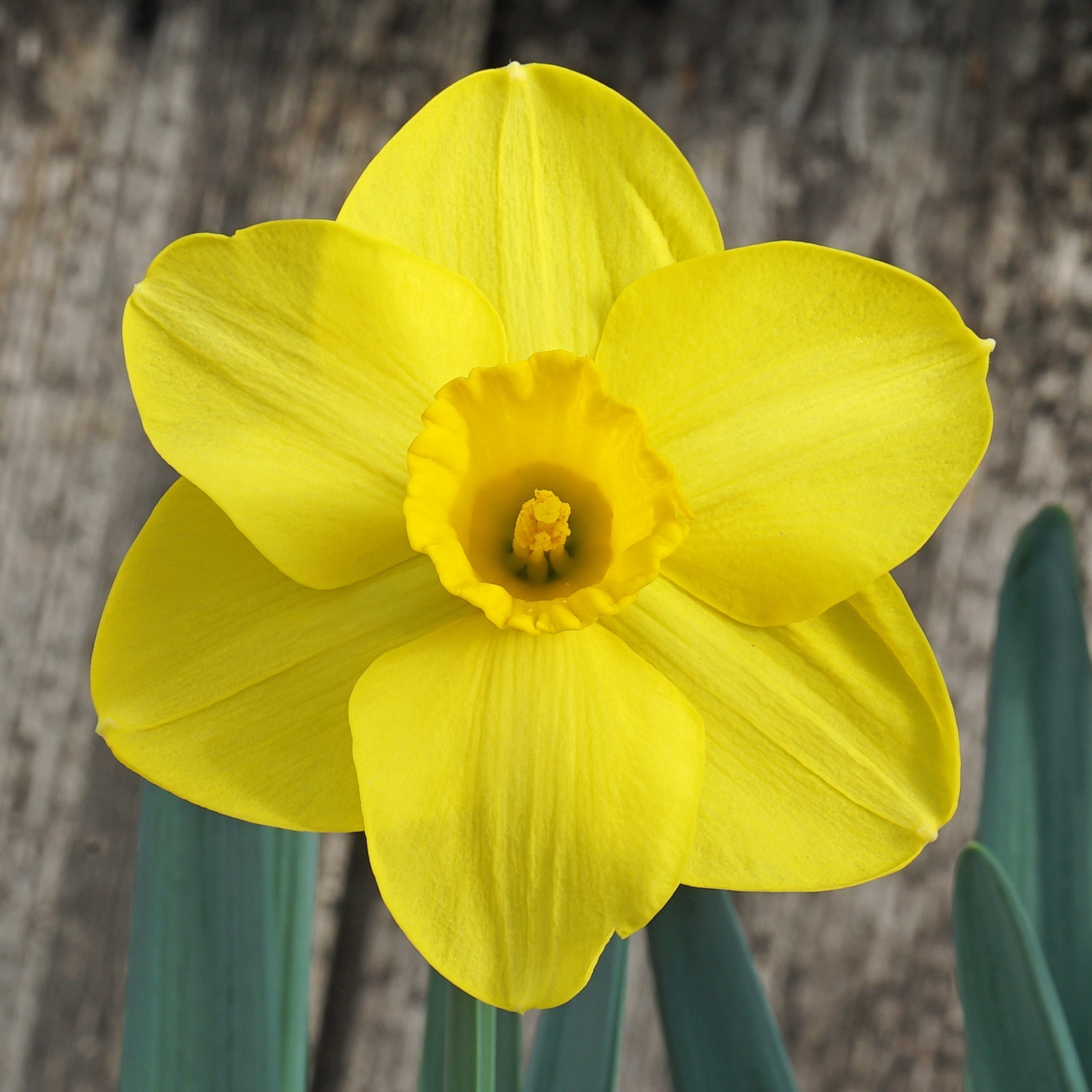Habit - Special Narcissus - Fluwel