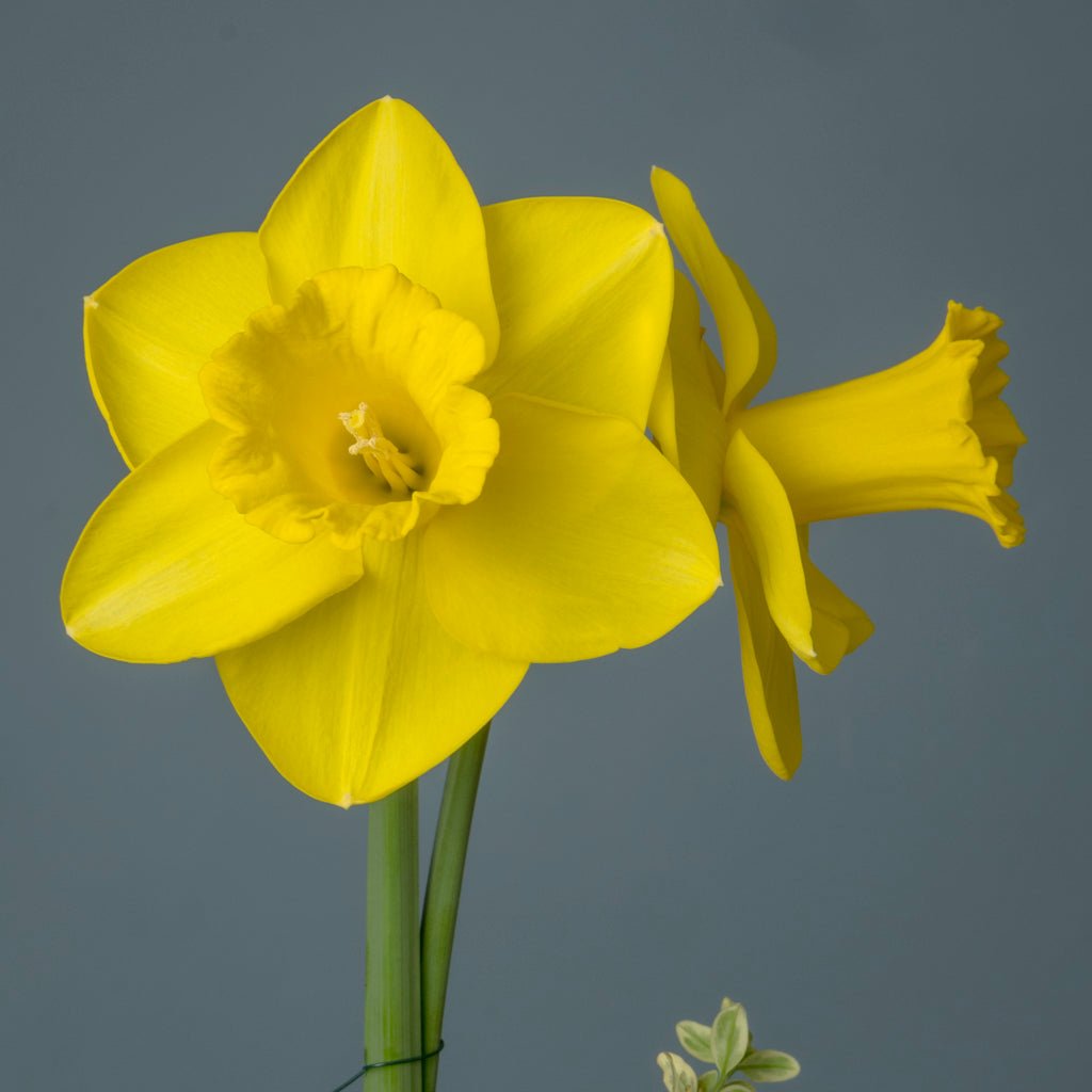 Habit - Special Narcissus - Fluwel