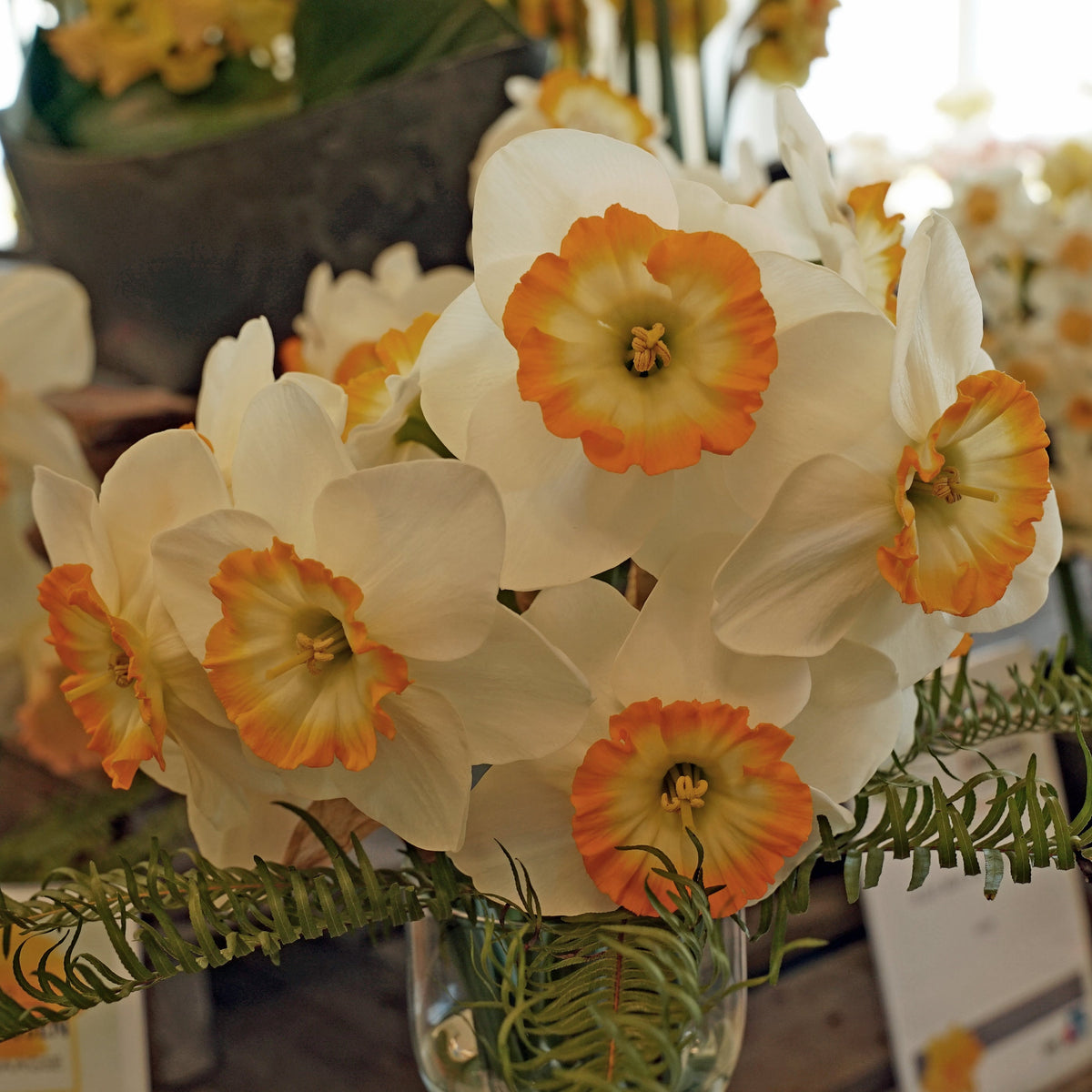 Happy Smiles - wit-gele Large-cupped narcis - Fluwel