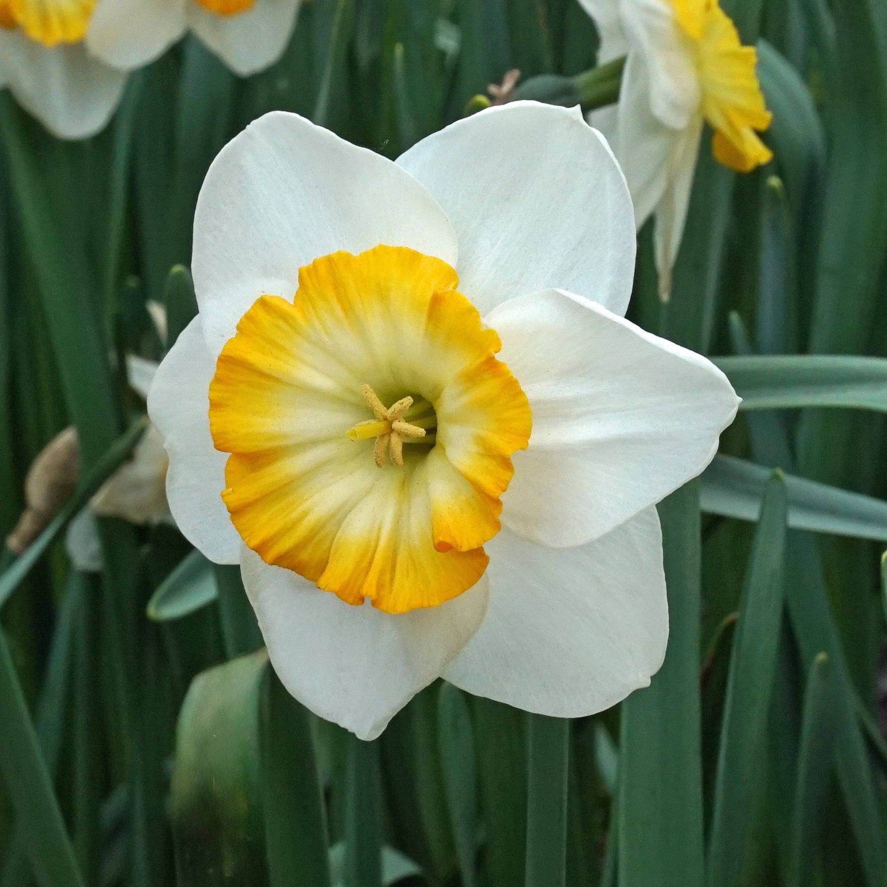 Happy Smiles - Narcissus - Fluwel
