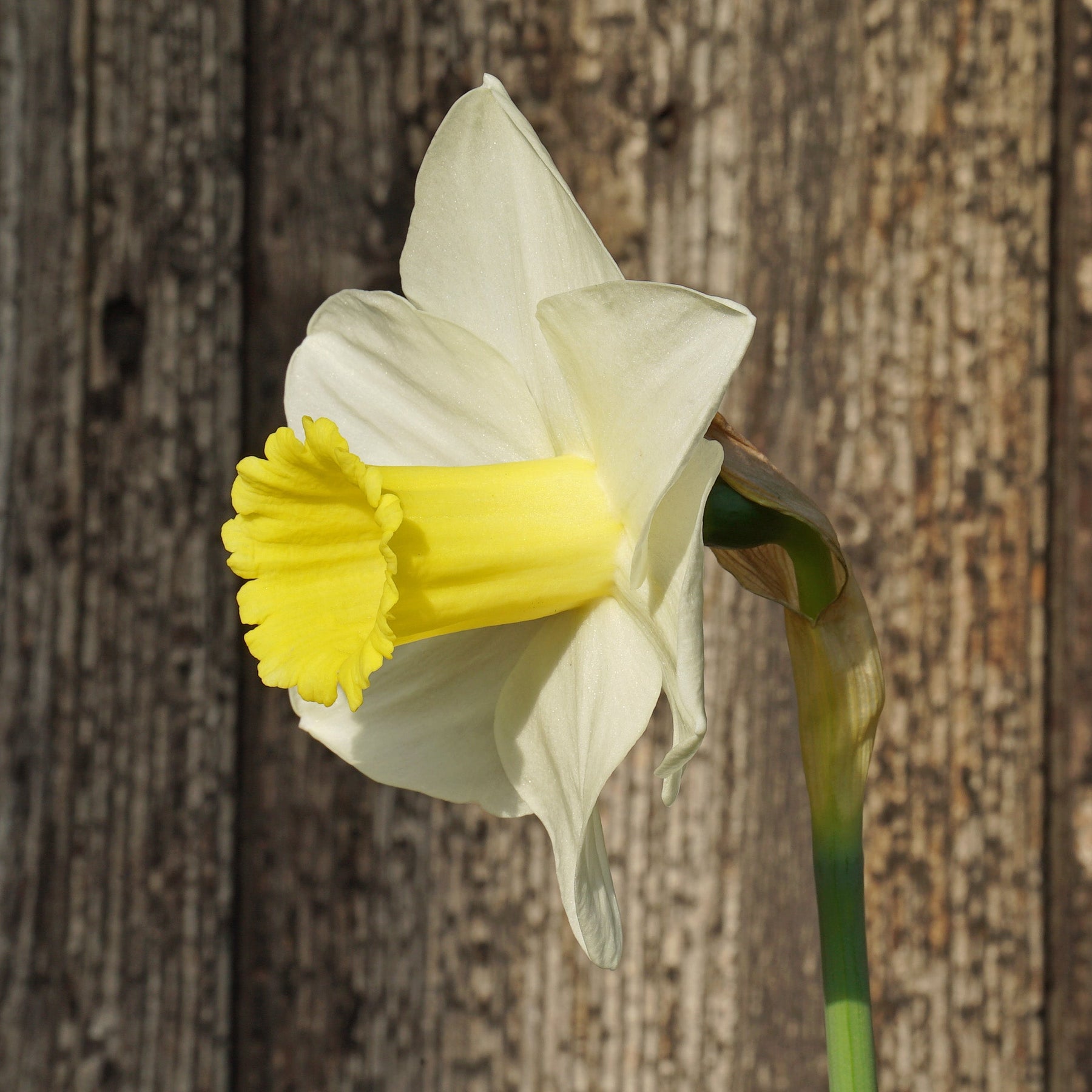 Hard to Beat - Special Narcissus - Fluwel