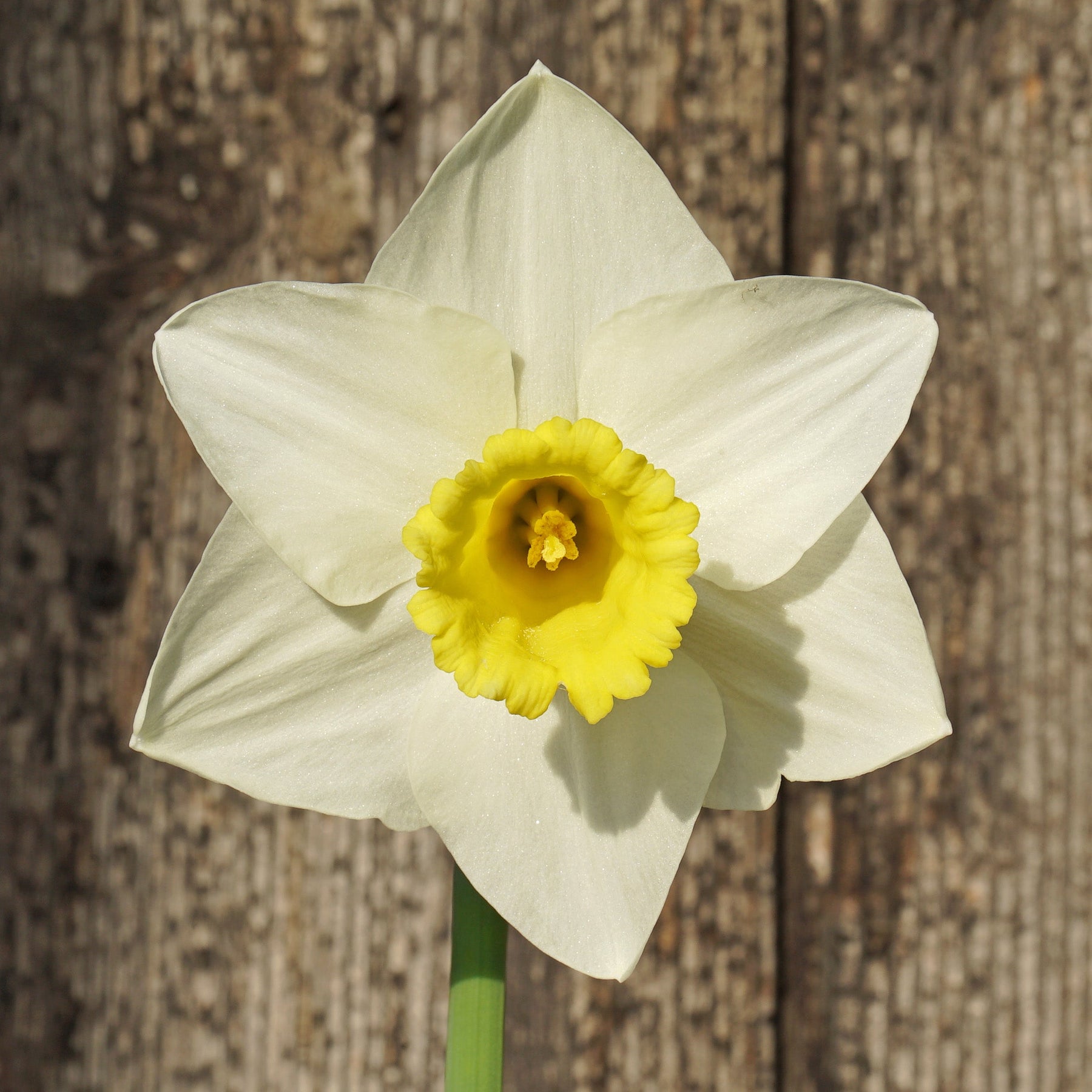 Hard to Beat - Special Narcissus - Fluwel