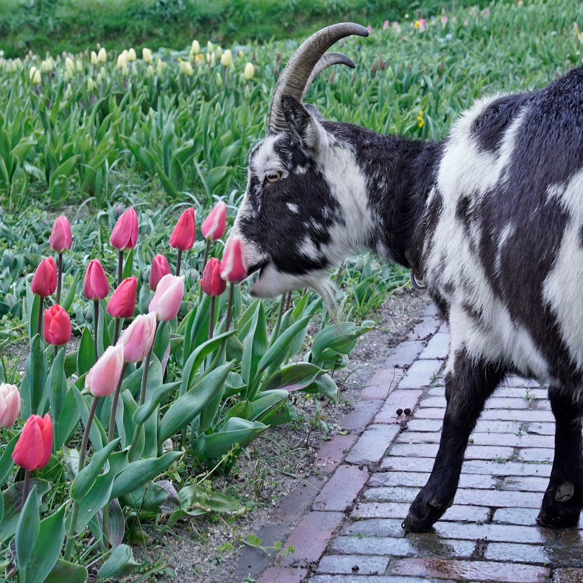 Hassan the Goat - wit-oranje-rode Small-cupped narcis - Fluwel