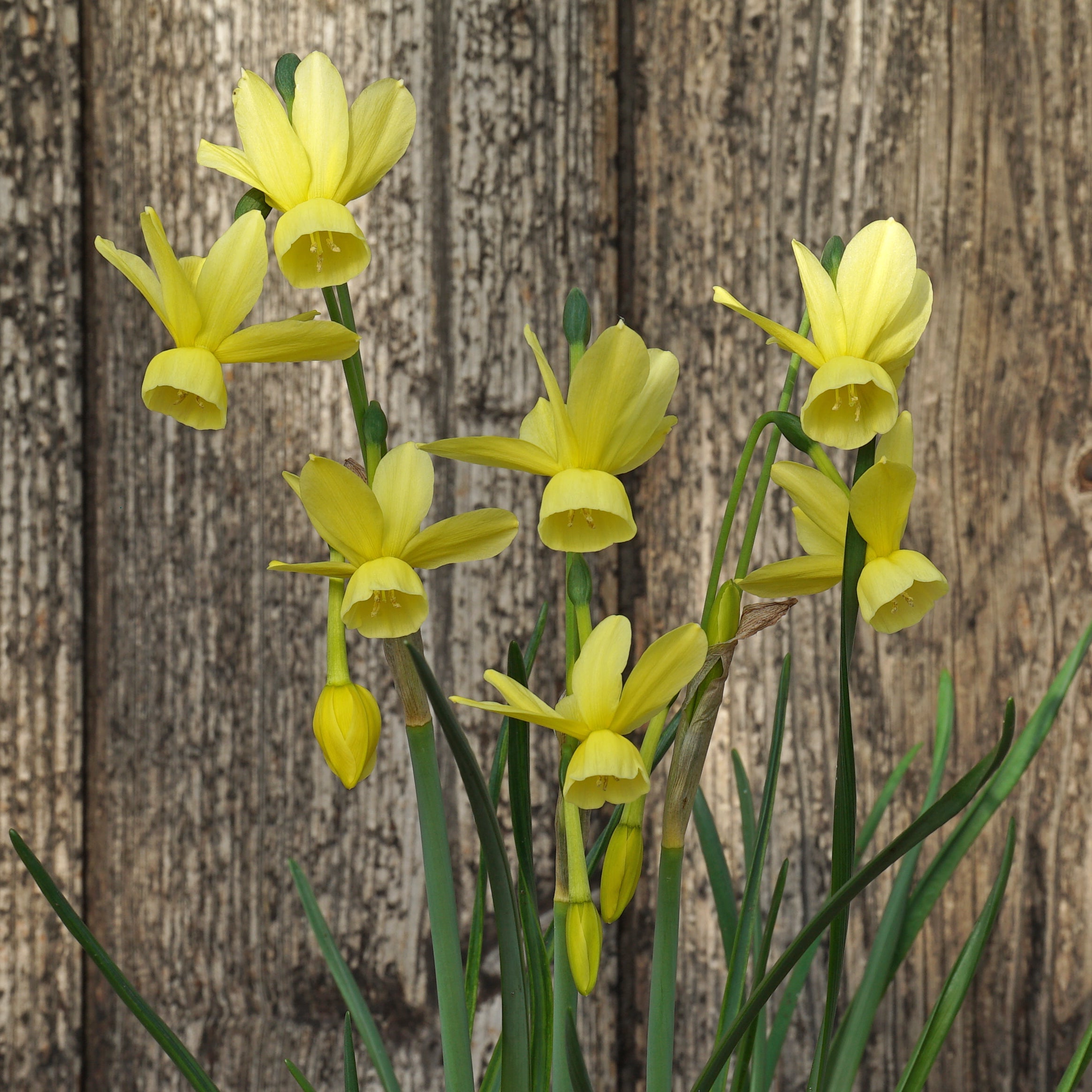 Hawera Tetra - Special Narcissus - Fluwel