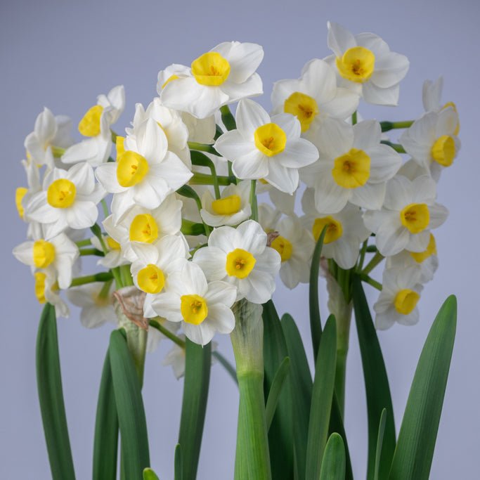 Hilary Marea - Special Narcissus - Fluwel