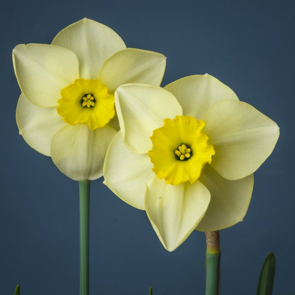Hollowbridge - gele Small-cupped narcis - Fluwel