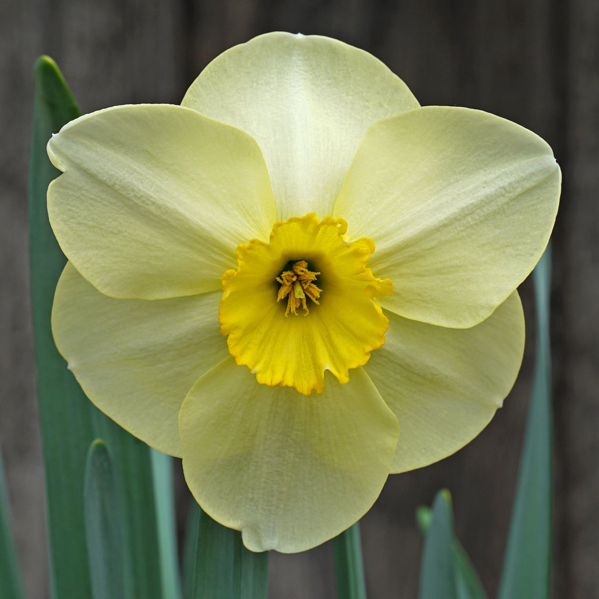 Hollowbridge - gele Small-cupped narcis - Fluwel