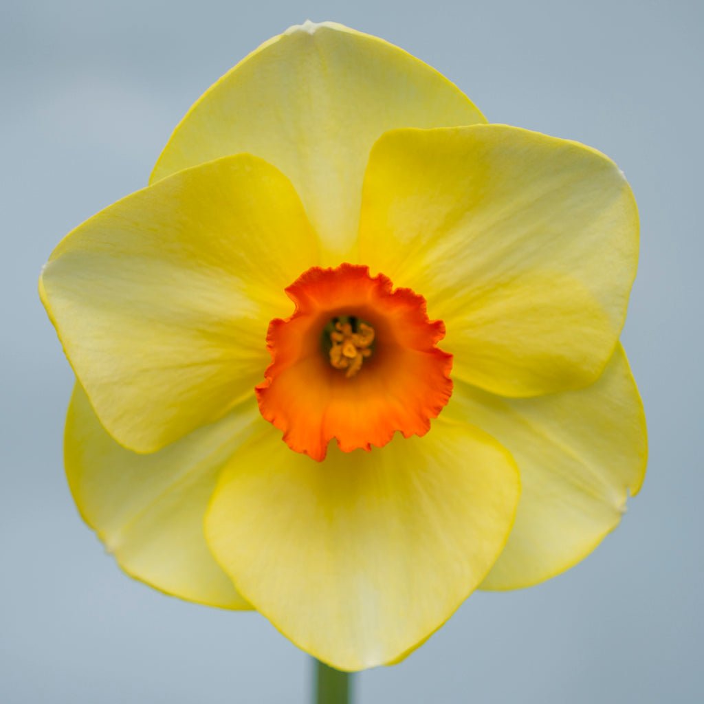 Hot Choice - geel-oranje-rode Small-cupped narcis - Fluwel