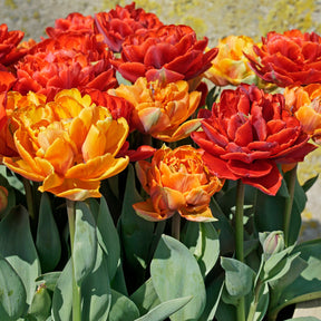 Hot Item - Mixes - Fluwel