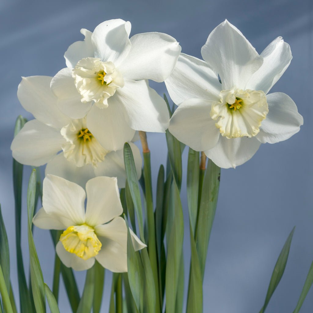Hudson Bay - witte Small-cupped narcis - Fluwel