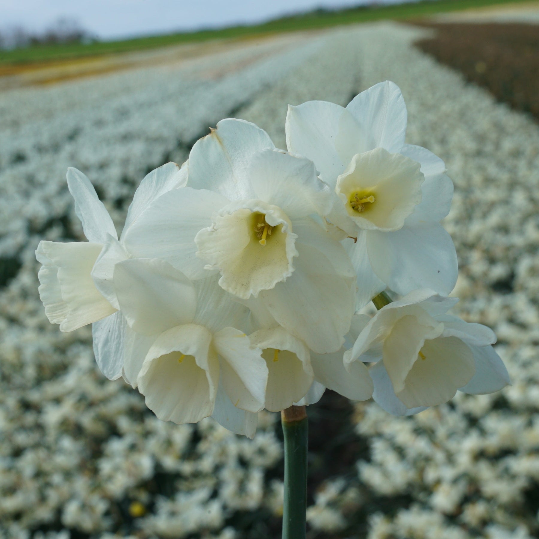 Hunter Morn - Narcissus - Fluwel