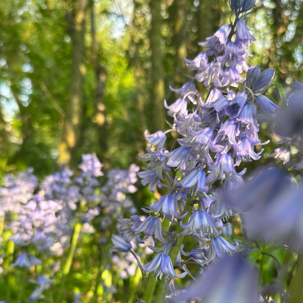 Hyacinthoides hispanica Excelsior - Spring specialty bulbs - Fluwel