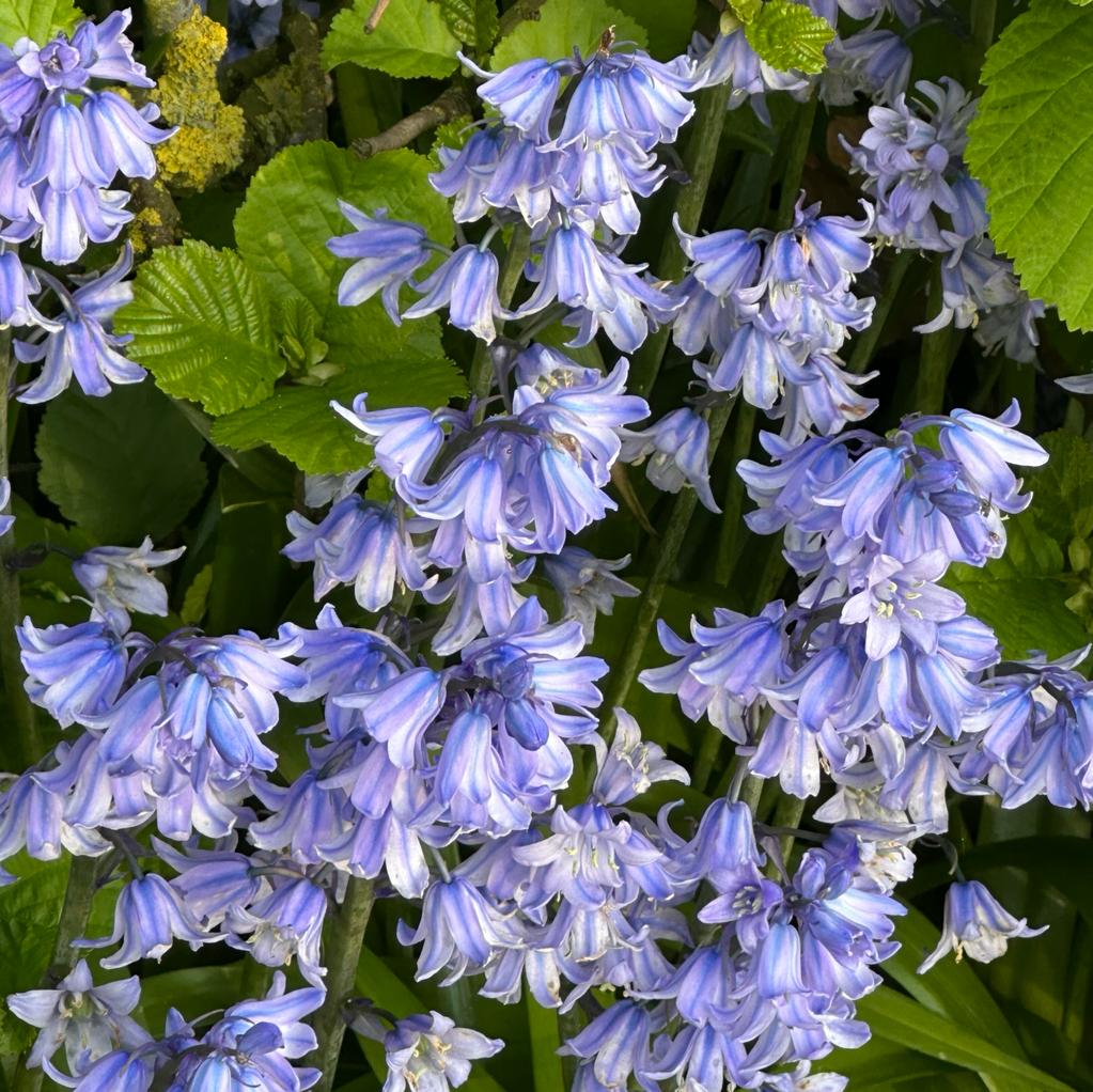 Hyacinthoides hispanica Excelsior - Spring specialty bulbs - Fluwel