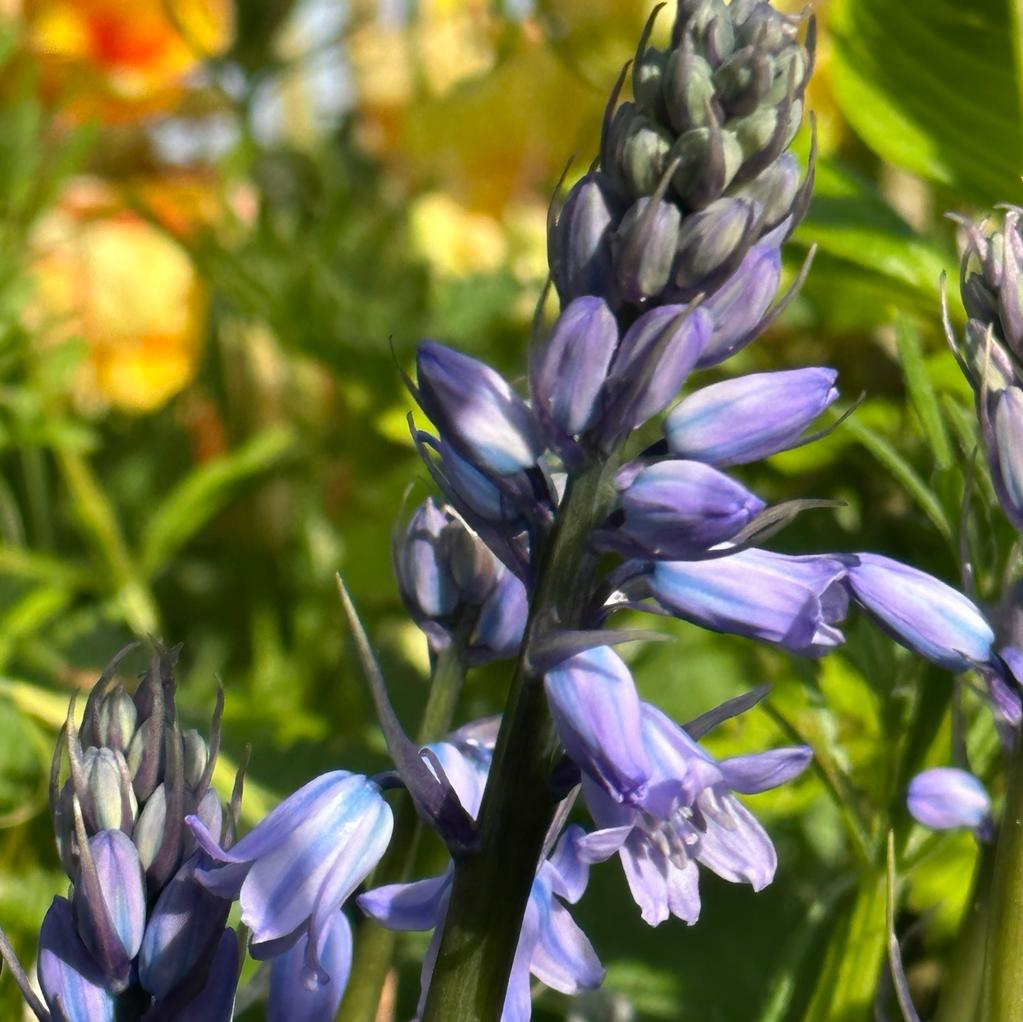 Hyacinthoides hispanica Excelsior - Spring specialty bulbs - Fluwel